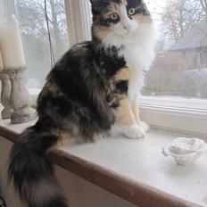 Norsk Skovkat Zeleste