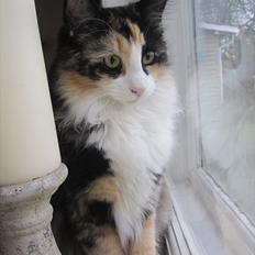 Norsk Skovkat Zeleste