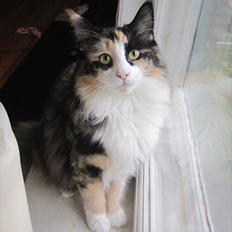 Norsk Skovkat Zeleste