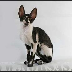 Cornish Rex Neron Noksas*LT
