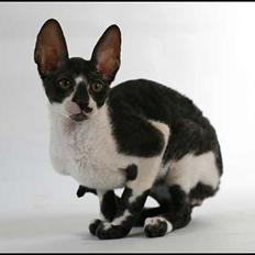 Cornish Rex Neron Noksas*LT