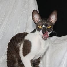 Cornish Rex Neron Noksas*LT