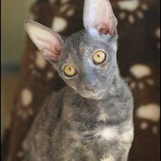 Cornish Rex Lucca Noksas*LT