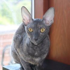 Cornish Rex Lucca Noksas*LT
