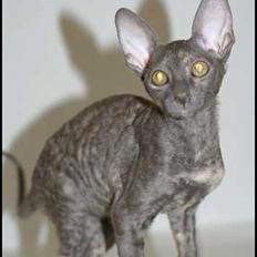 Cornish Rex Lucca Noksas*LT