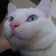 Norsk Skovkat Sigurd