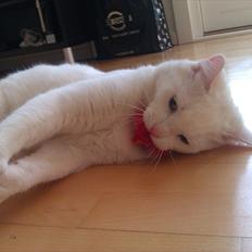 Norsk Skovkat Sigurd