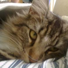 Norsk Skovkat DK H.M.Cats Casino Royale