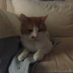 Blanding af racer Mikkel 