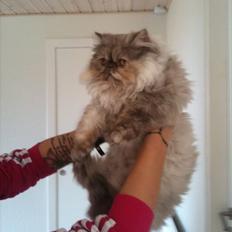 Perser Effie