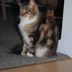 Maine Coon Freja