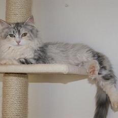 Norsk Skovkat Misha mi amore <3