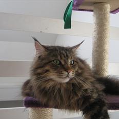 Maine Coon dark