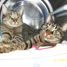 Blanding af racer Don Ø <3 R.I.P. :'(