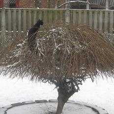 Blanding af racer Madsen