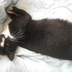 Blanding af racer Madsen