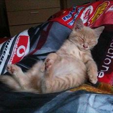 Blanding af racer Frans :-)