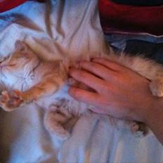 Blanding af racer Frans :-)