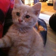 Blanding af racer Frans :-)