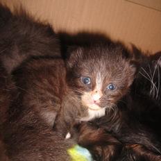 Norsk Skovkat beauty