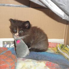 Norsk Skovkat beauty