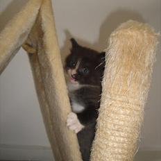 Norsk Skovkat beauty