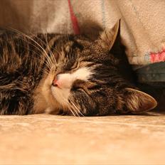 Blanding af racer Striber