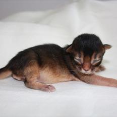 Somali Catika's Let's Go Crazy
