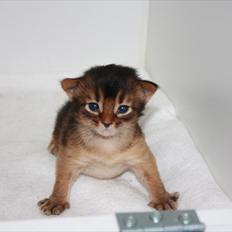 Somali Catika's Let's Go Crazy