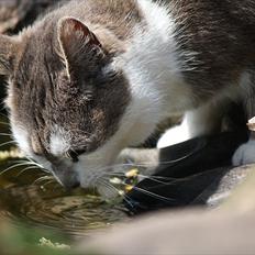 Blanding af racer KISSER