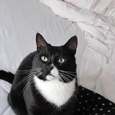 Huskat Middi R.I.P 3. juni 2017