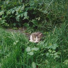 Blanding af racer Vinters Frækkert *R.I.P*