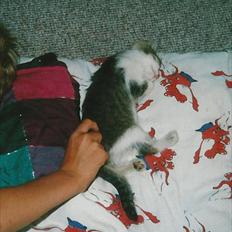 Blanding af racer Vinters Frækkert *R.I.P*