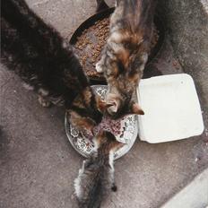 Blanding af racer Vinters Frækkert *R.I.P*