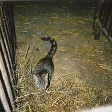 Blanding af racer Minna *R.I.P*