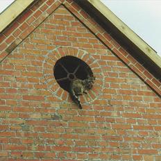 Blanding af racer Minna *R.I.P*