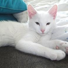 Blanding af racer Frederikke