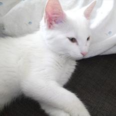 Blanding af racer Frederikke