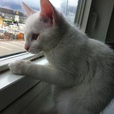 Blanding af racer Frederikke