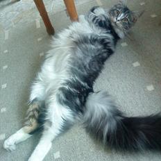 Maine Coon Thor