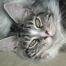 Maine Coon Thor