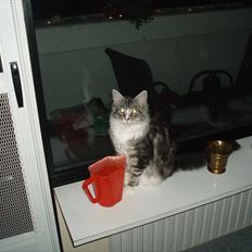 Maine Coon Thor