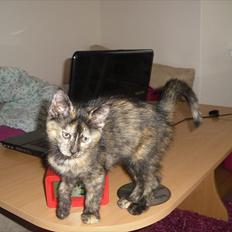 Blanding af racer Chanel