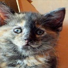 Blanding af racer Chanel