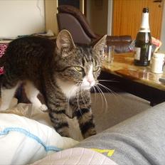 Blanding af racer Mille