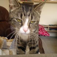 Blanding af racer Mille