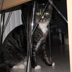 Huskat Felix R.I.P VIL SAVNES!!