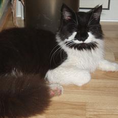 Maine Coon Gizmo (R.I.P)