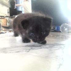 Blanding af racer Tøsen