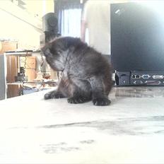 Blanding af racer Tøsen